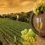 Крымские виноделы подготовят законопроект о вине
