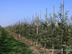 Капля к капле — а урожай в два раза больше