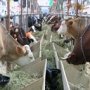 Уникальный животноводческий комплекс в Крыму пообещали достроить