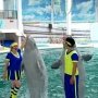 Дельфинарий в Евпатории впервые начал ставить выступления с китами-белухами
