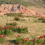 Собственники парка в урочище Кизил-Коба незаконно изменили ландшафт