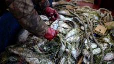 В Азовском море задержали маскировавшихся под учёных браконьеров