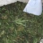 У селянина в Крыму изъяли пакет марихуаны и две гранаты