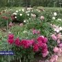 В ботаническом саду Таврического университета буйство красок, в цвету ирисы и вся коллекция пионов