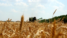 Аграрии запланировали собрать в Крыму около 1 млн. тонн зерна