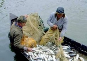 Крымскую рыбоохранную структуру интегрируют в российскую рыбную отрасль