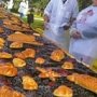 Ко Дню города в Симферополе испекут 23-метровый пирог