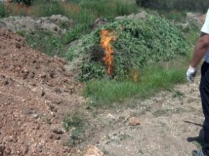 Полиция сожгла 2,5 тысячи кустов конопли в Крыму