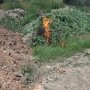 Полиция сожгла 2,5 тысячи кустов конопли в Крыму