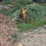 В Симферополе сожгли 2 тыс. кустов конопли