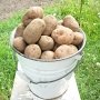 Россельхознадзор вводит ограничения на ввоз картофеля из Украины