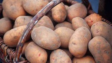 Ввоз украинского картофеля в Крым ограничат