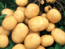 Россельхознадзор запретил ввоз украинского картофеля в Крым