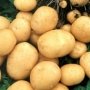 Россельхознадзор запретил ввоз украинского картофеля в Крым