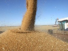 В Крыму намолочено 78,8 тыс. тонн зерна