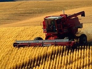 Почти 80 тысяч тонн зерна намолотили в Крыму