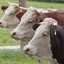 В Крыму наблюдается сокращение поголовья скота