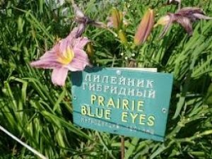 Лилейники расцвели в Никитском саду в Крыму