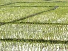 На компенсацию убытков рисовых угодий в Крыму выделят 273 млн. рублей