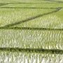 На компенсацию убытков рисовых угодий в Крыму выделят 273 млн. рублей