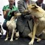 В Балаклаве пройдёт первый в Крыму международный чемпионат собак