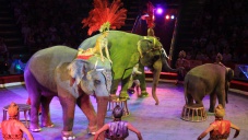 В Севастополе откроют цирк