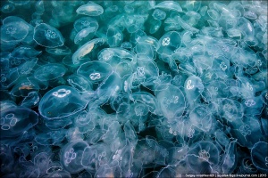 Для отдельных туристов крымские медузы могут быть особо опасны – эксперт