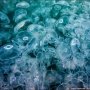 Для отдельных туристов крымские медузы могут быть особо опасны – эксперт