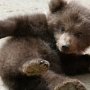 «Гуманные» европейцы убили в зоопарке здорового медвежонка