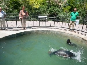 ФОТО. Тюлени поселились в предгорьях Крыма