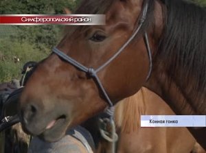 В Симферопольском районе, в рамках чемпионата и первенства Крыма соревновались мастера конного спорта