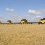 В Крыму убрали 163,8 тыс. га ранних зерновых