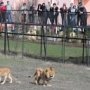 Парк львов «Тайган» в Крыму ожидает уменьшение числа туристов на треть