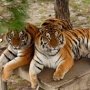В Крыму желают создать центр по сохранению амурских тигров