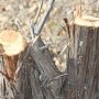 В Севастополе лесничий незаконно повредил три десятка краснокнижных деревьев