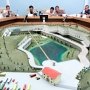 В Севастополе предлагают построить парк тигров