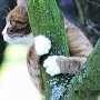 Керчане просят помочь снять кота с огромного дерева