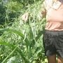 У жительницы села в Крыму нашли плантацию конопли