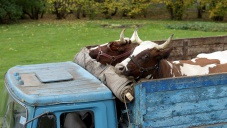 Предприниматель из Украины трижды пытался провезти в Крым коров