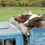 Предприниматель из Украины трижды пытался провезти в Крым коров
