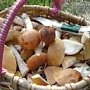 Возле Севастополя трое отдыхающих отравились грибами