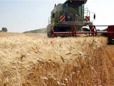 В Крыму урожайность зерновых составит 23 центнера с гектара