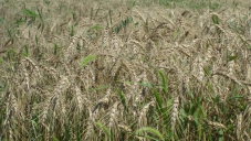 Урожайность зерна в Крыму составила 23 центнера с га