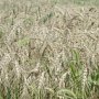 Урожайность зерна в Крыму составила 23 центнера с га