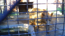 Создание зоопарка в Евпатории затормозилось из-за земельных вопросов