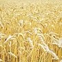 40 тысяч тон зерна отправили на экспорт из Крыма