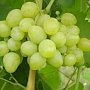 Евпатория зазывает на «Дни винограда»