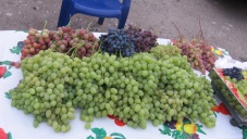 Завтра в Евпатории начнутся «Дни винограда»