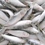 В Крыму обнаружили 2,5 тонны контрафактной рыбы