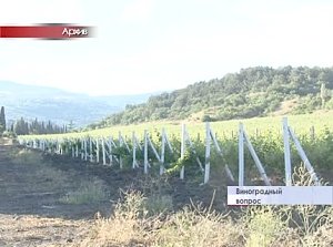 Крымскими виноградниками займутся всерьез